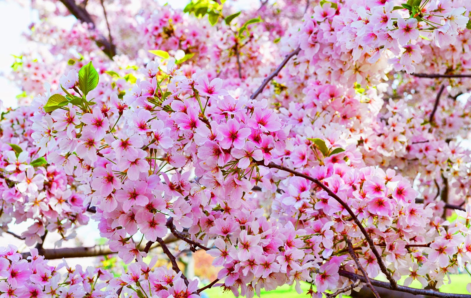 musim semi gambar bunga sakura