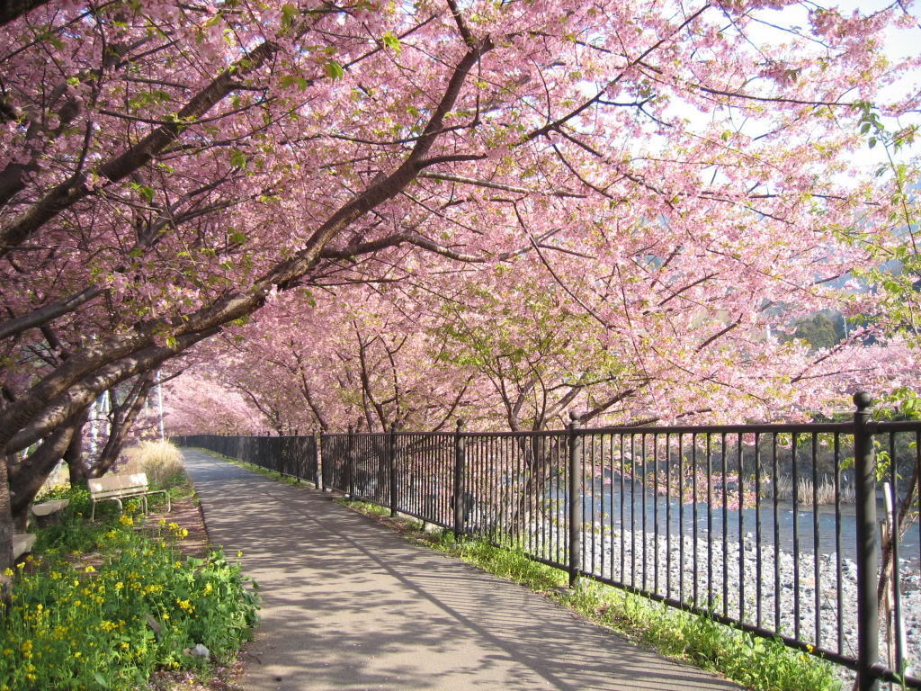 pemandangan alam indah gambar bunga sakura