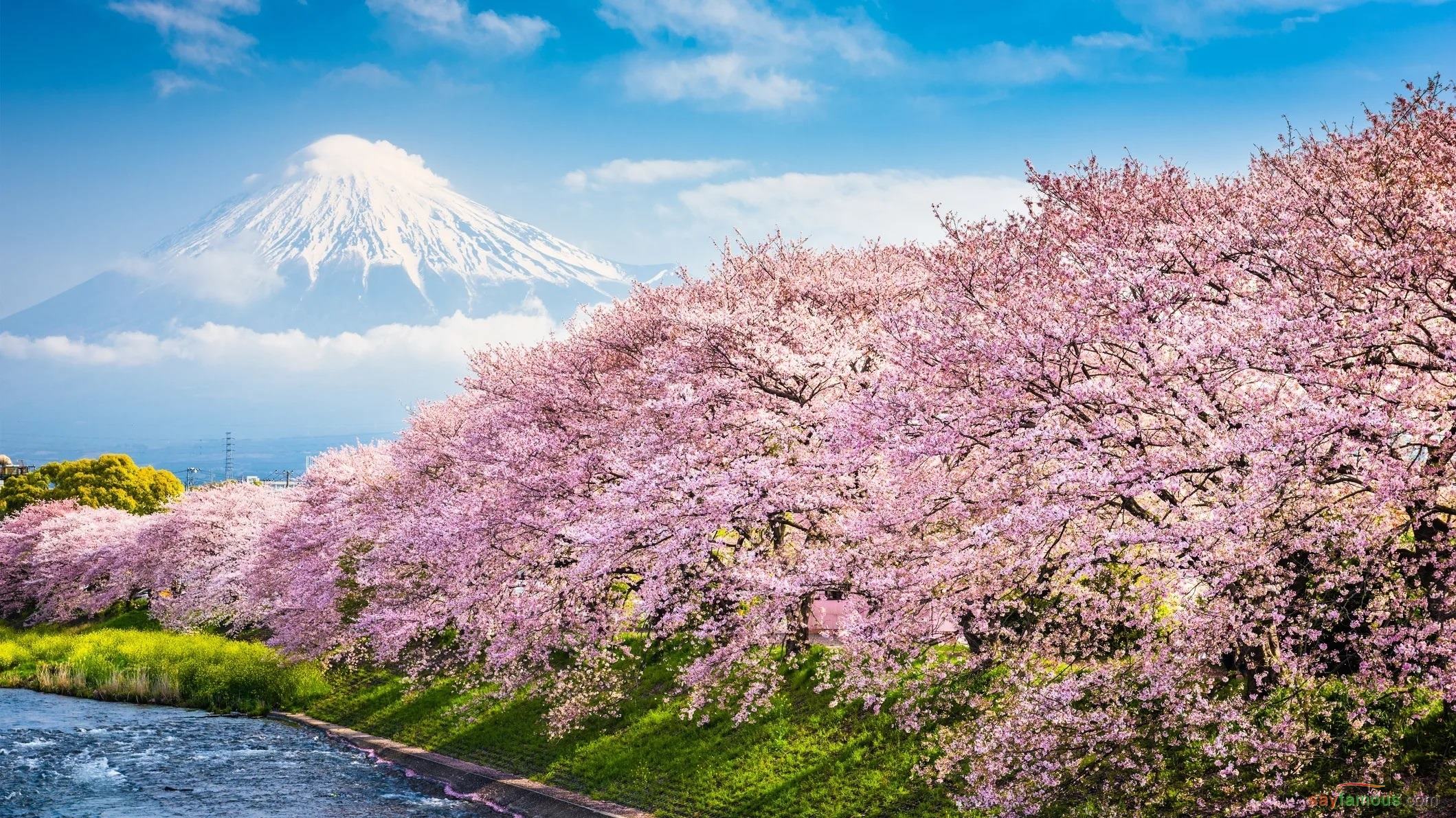 pemandangan gambar bunga sakura hd