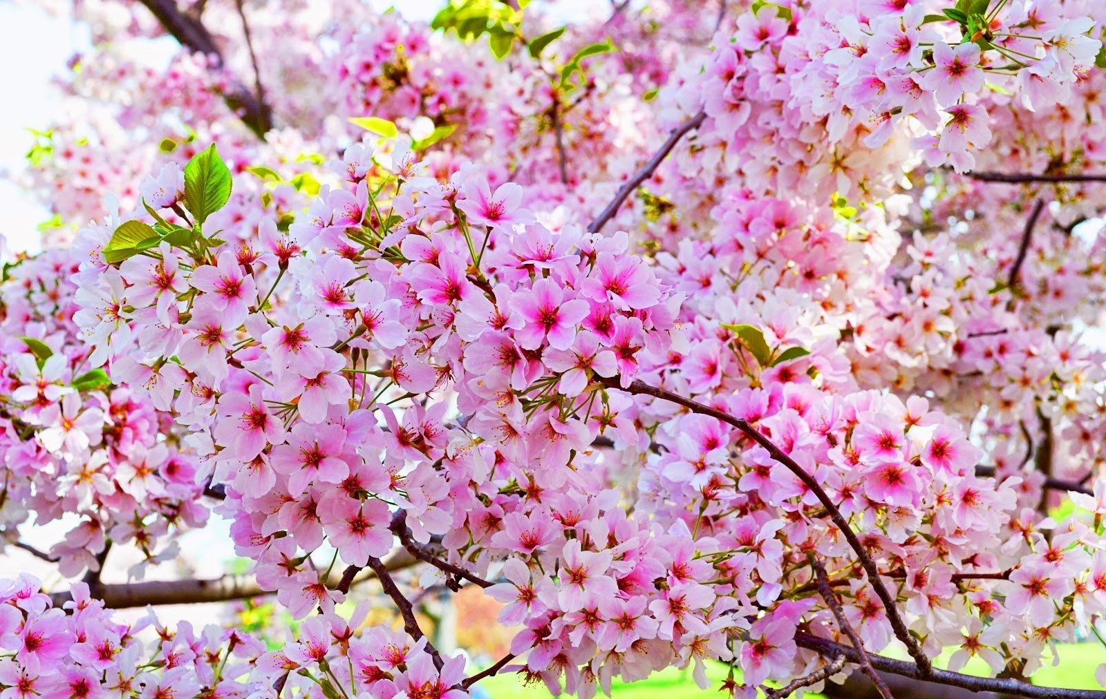 pemandangan gambar bunga sakura