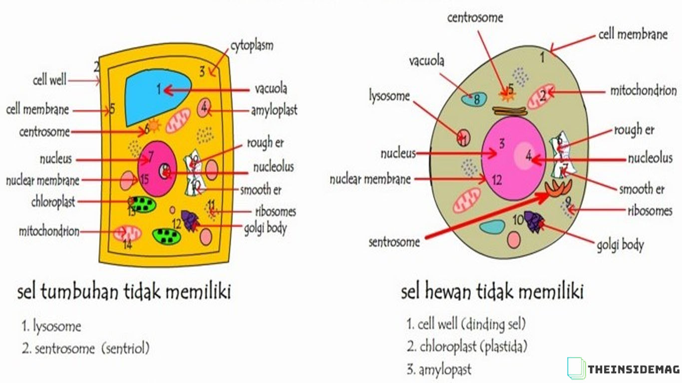 perbedaan sel hewan dan tumbuhan