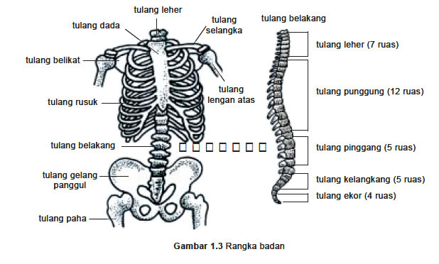rangka badan kerangka tulang manusia