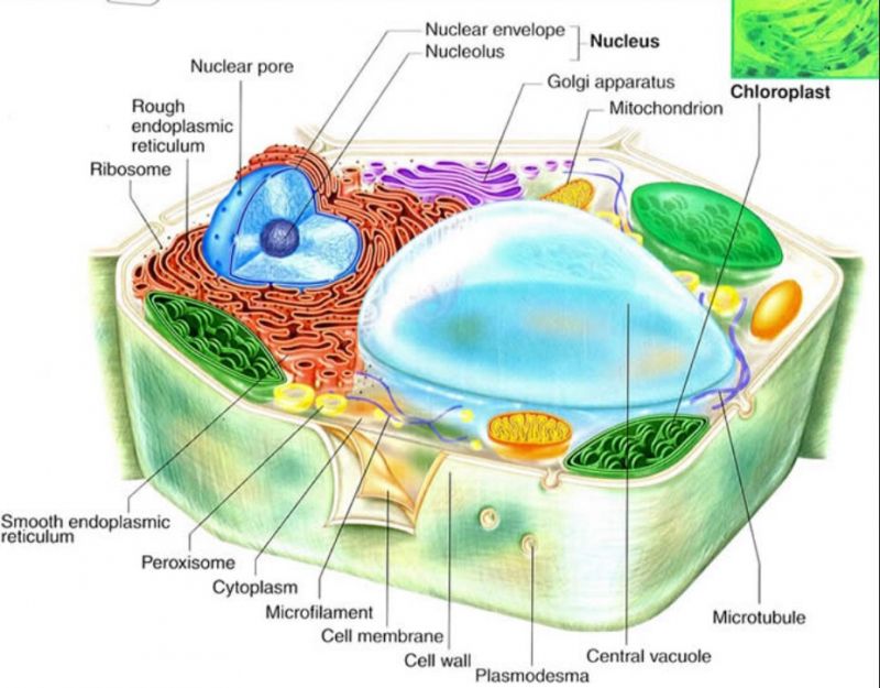 sel tumbuhan dan fungsinya gambar