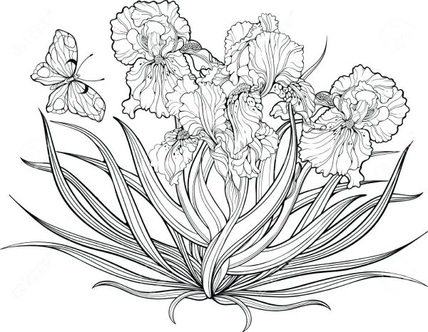 sketsa gambar bunga diwarnai