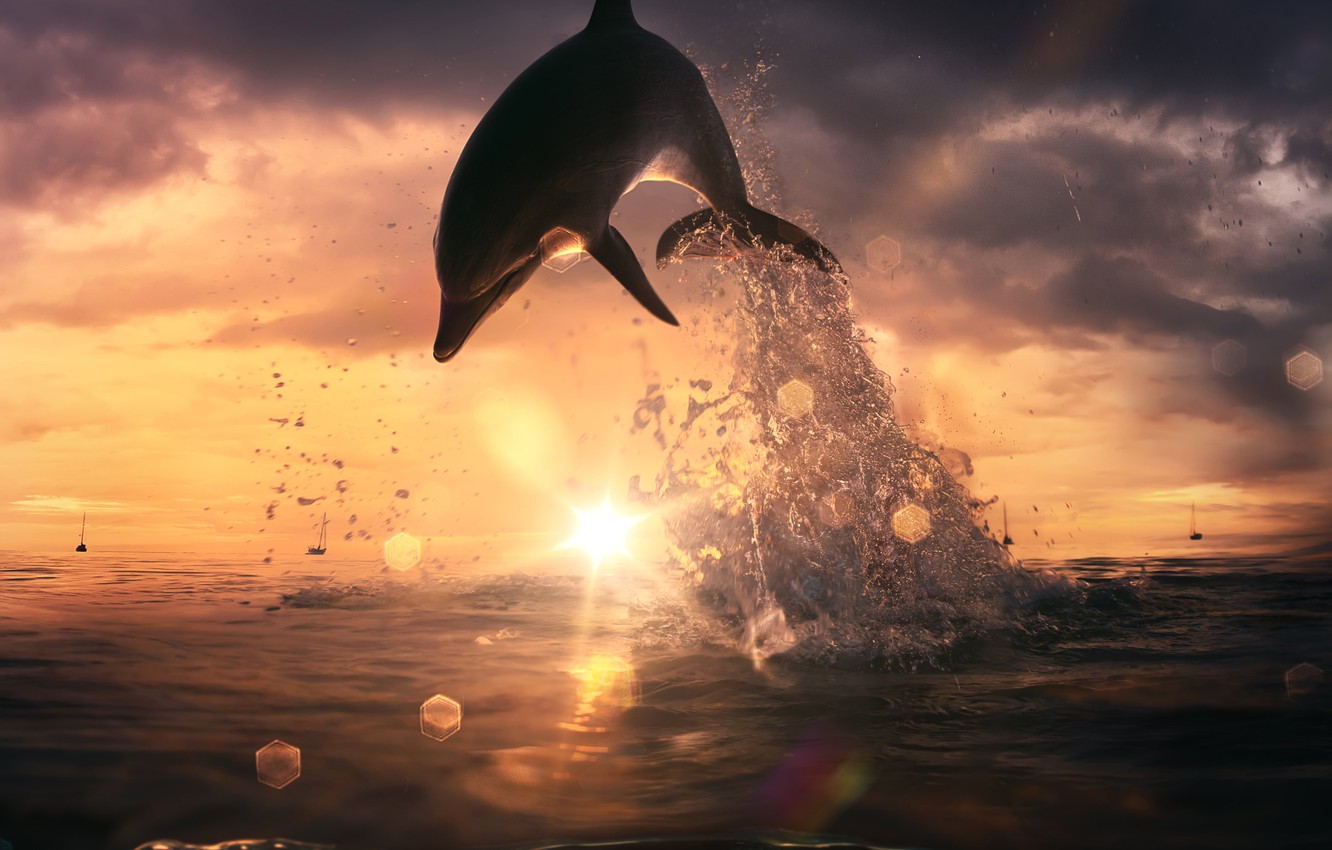 animasi gambar ikan lumba lumba
