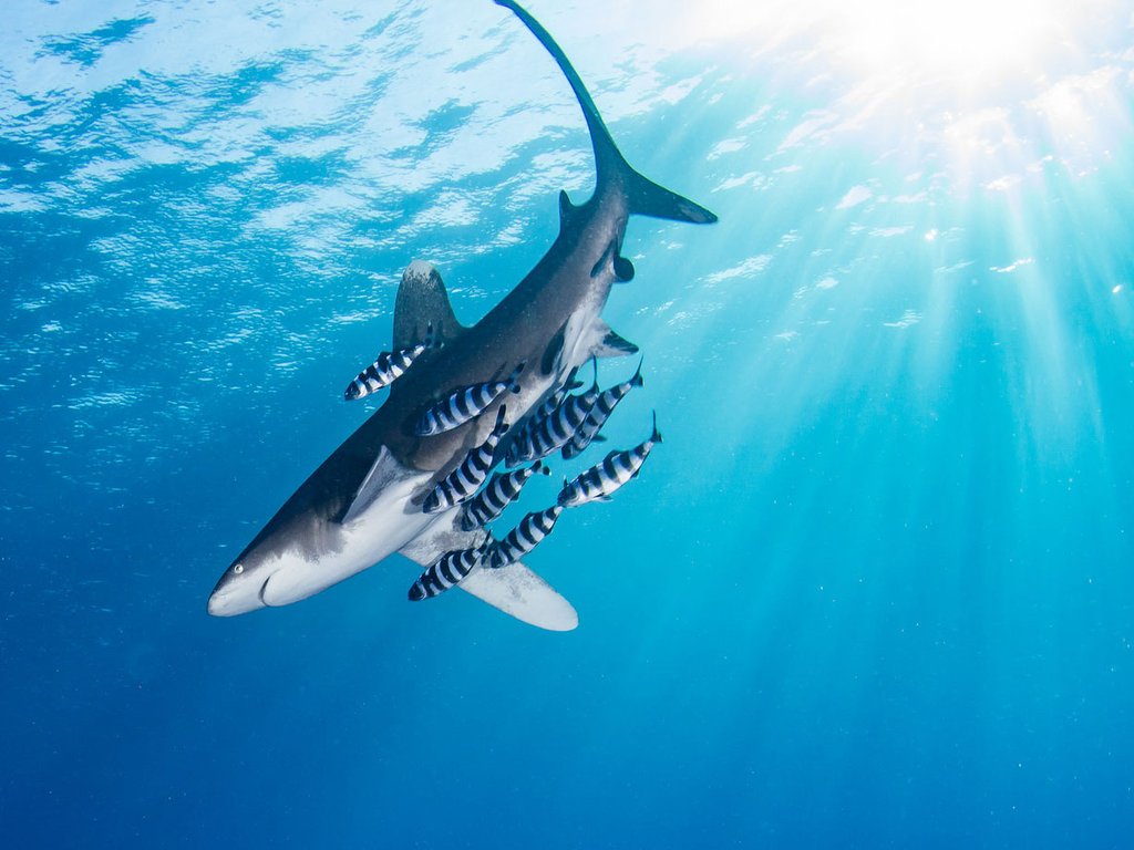 berenang gambar ikan hiu