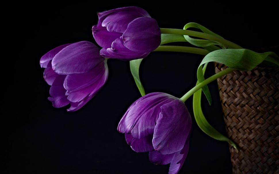 bunga tulip purple