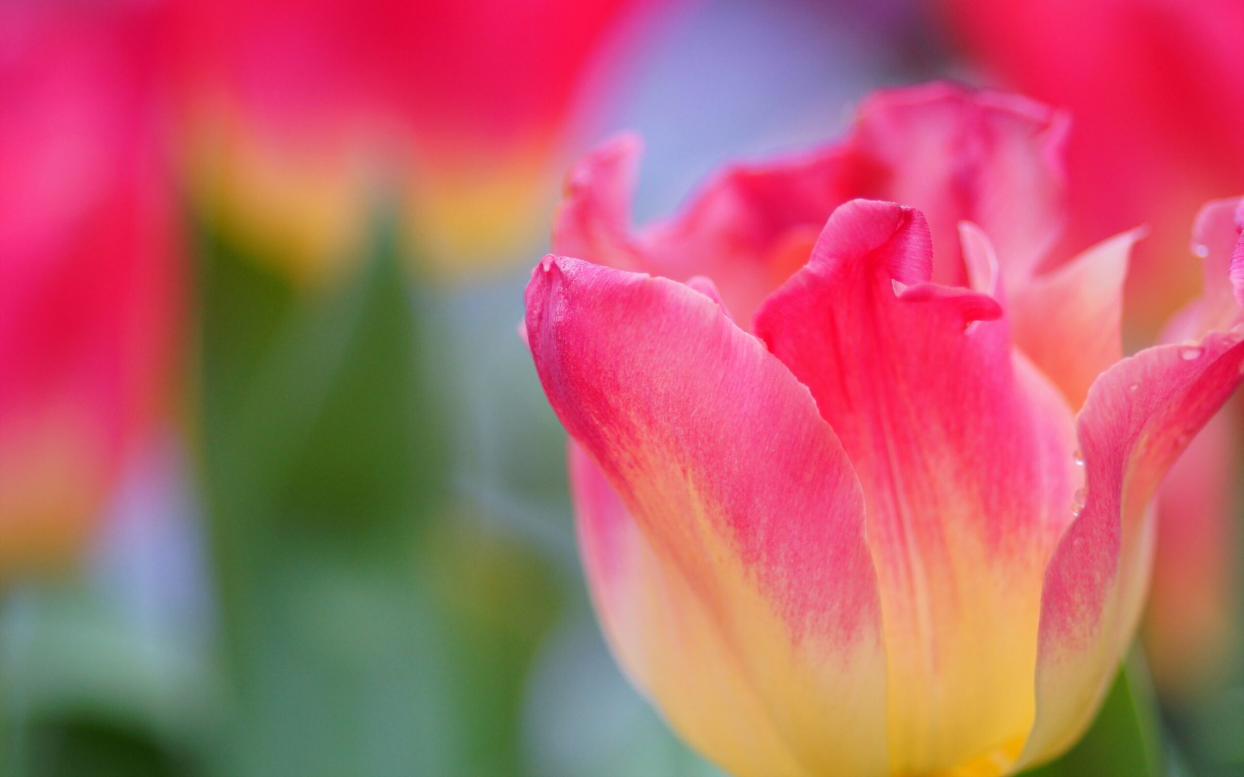contoh gambar bunga tulip