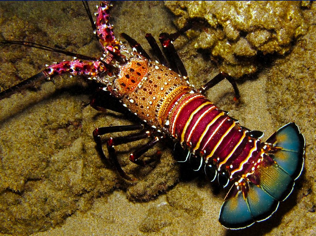 contoh gambar lobster