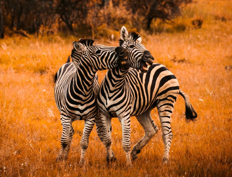 gambar binatang kuda zebra