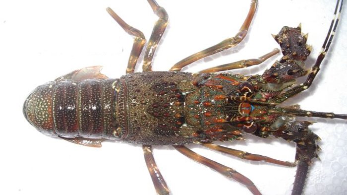 gambar budidaya lobster