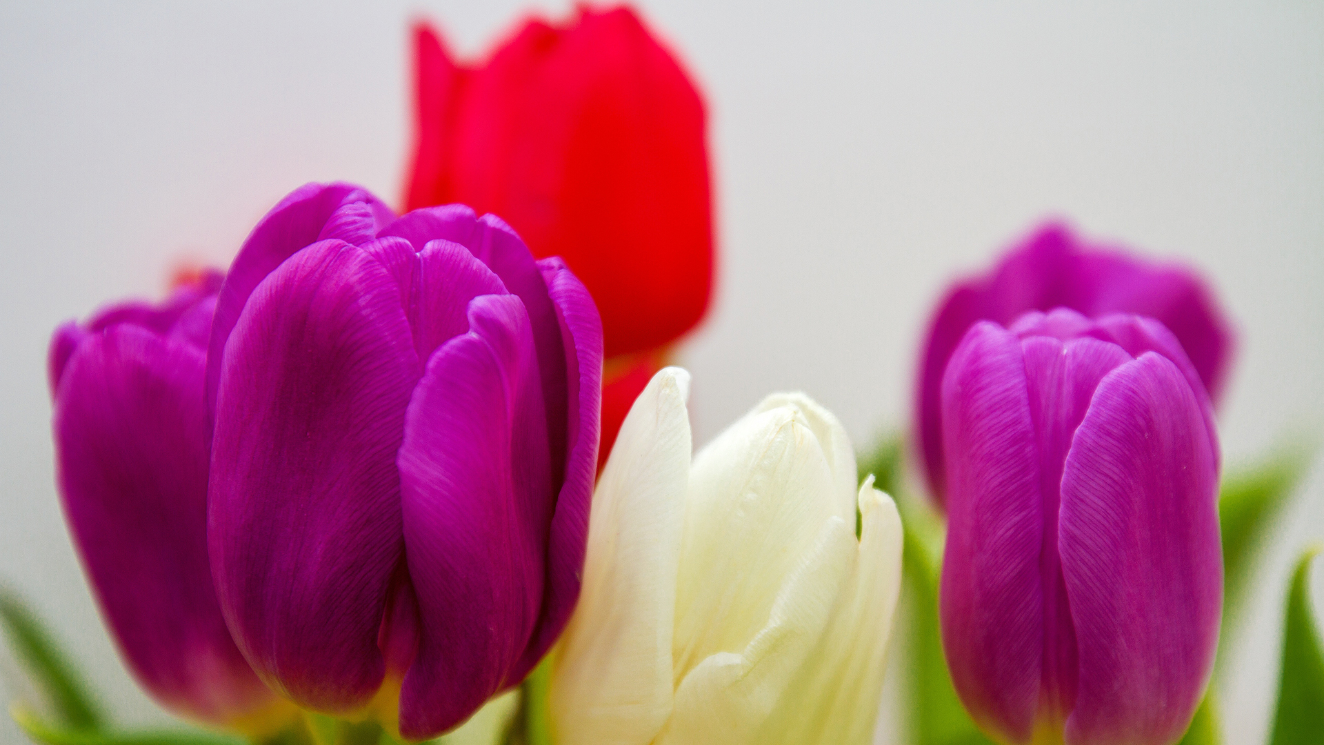 gambar bunga tulip berwarna