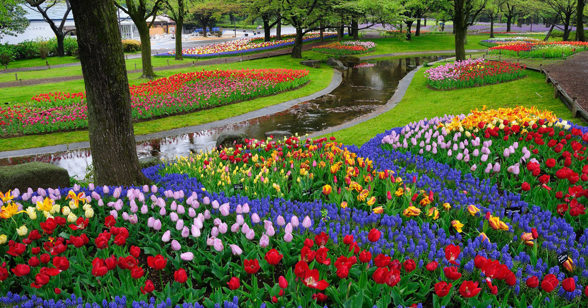 gambar bunga tulip di taman