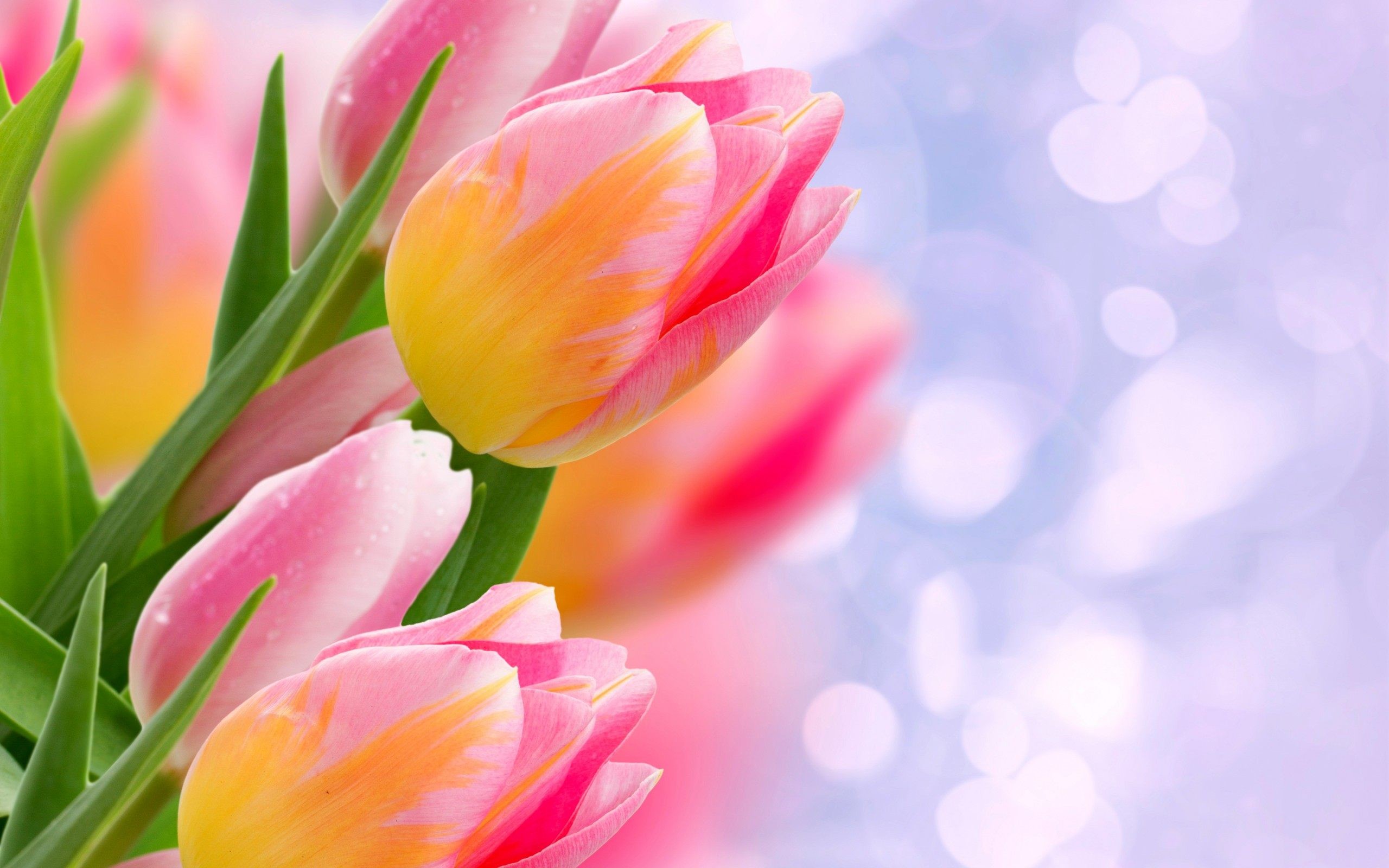 gambar bunga tulip indah