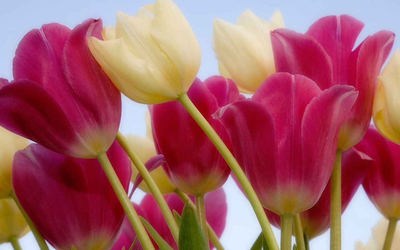 gambar bunga tulip keren