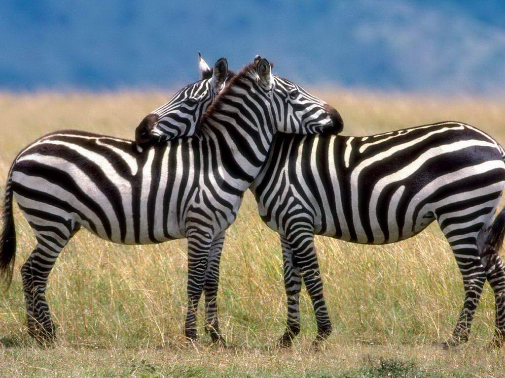 gambar hewan kuda zebra