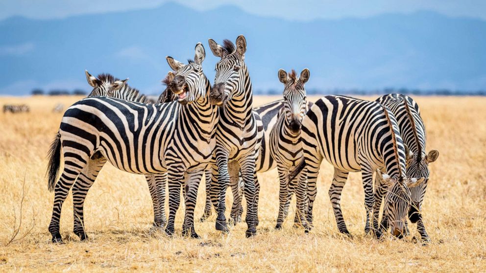 gambar kawanan kuda zebra