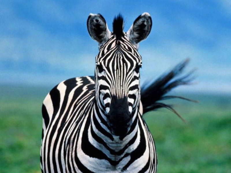 gambar kepala hewan kuda zebra