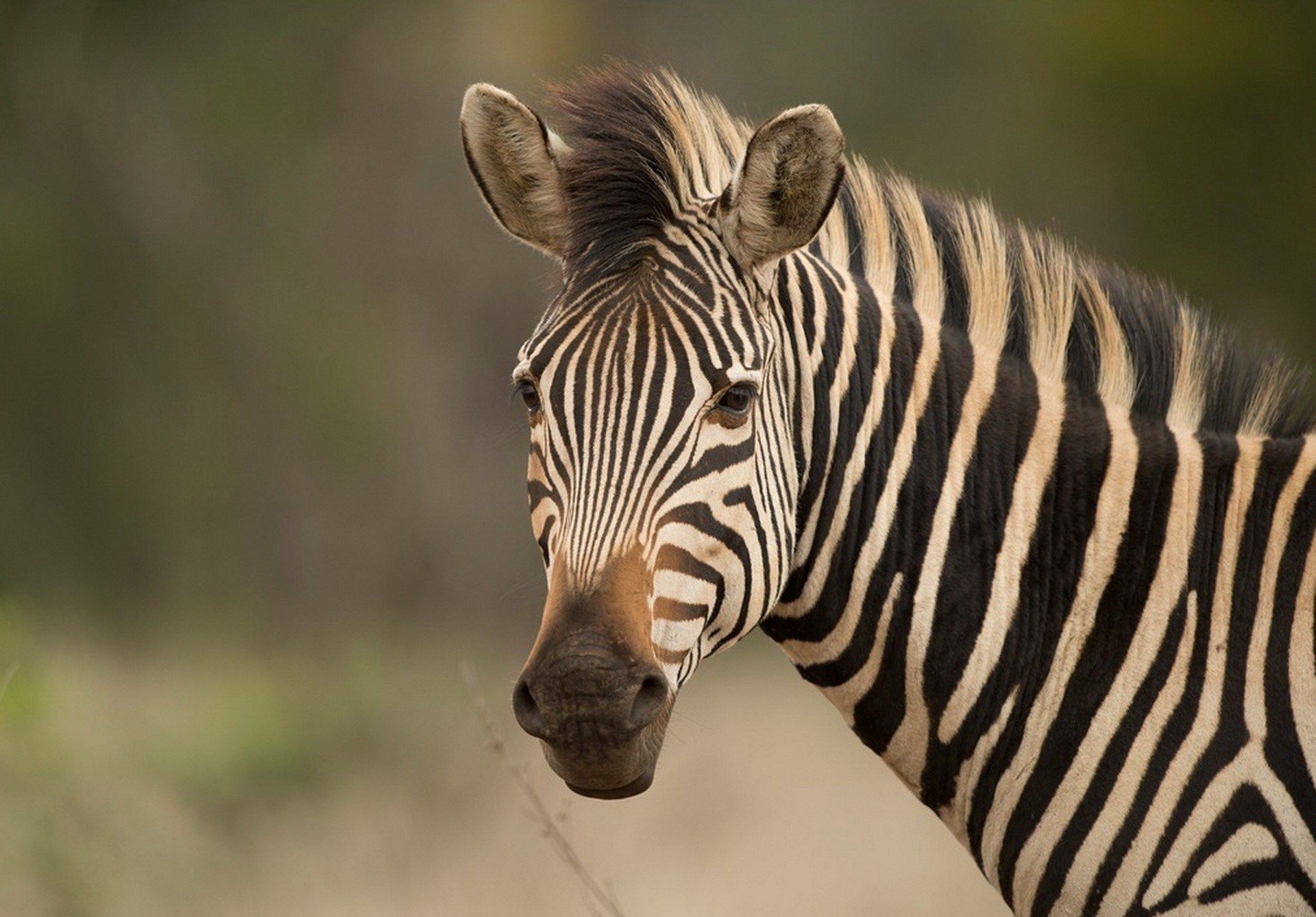 gambar kepala kuda zebra hd