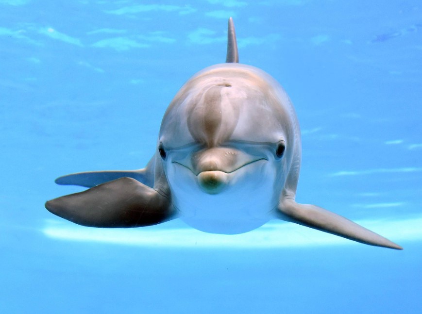 gambar kepala lumba lumba