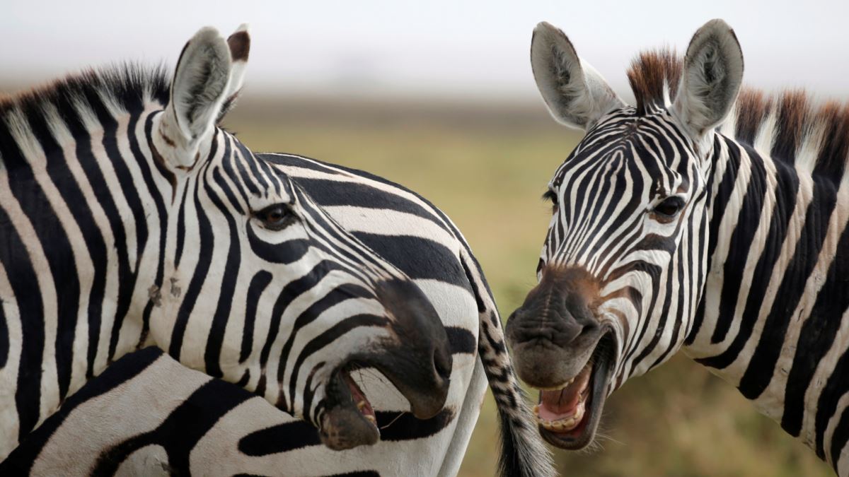 gambar kepala zebra