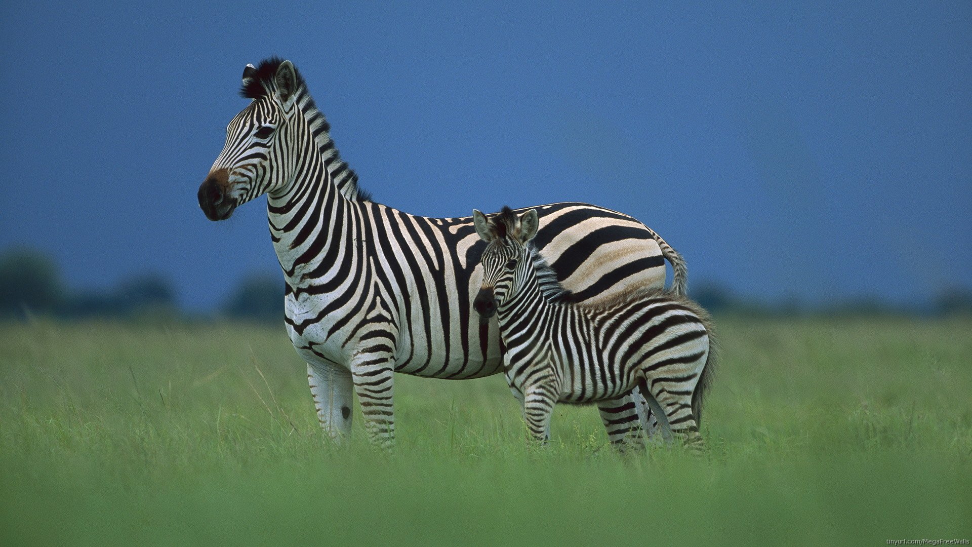gambar kuda zebra dan anaknya