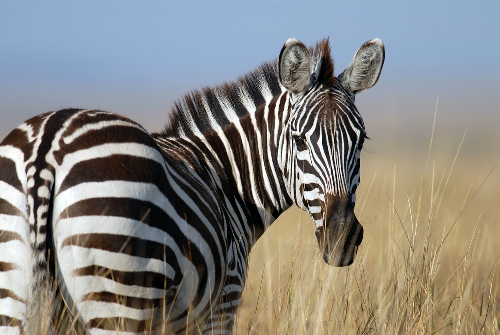 gambar kuda zebra