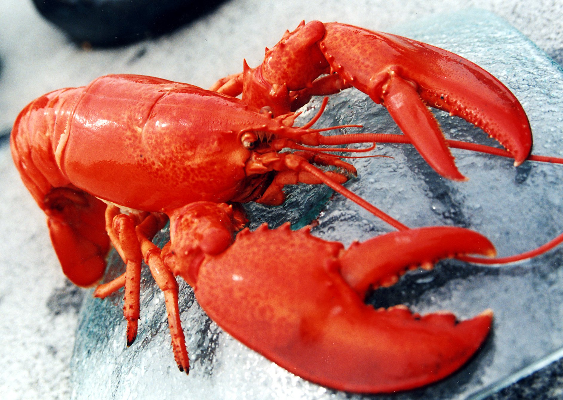 gambar lobster laut hd