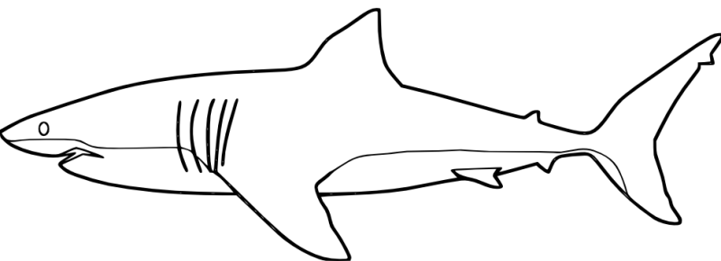 gambar mewarnai ikan hiu