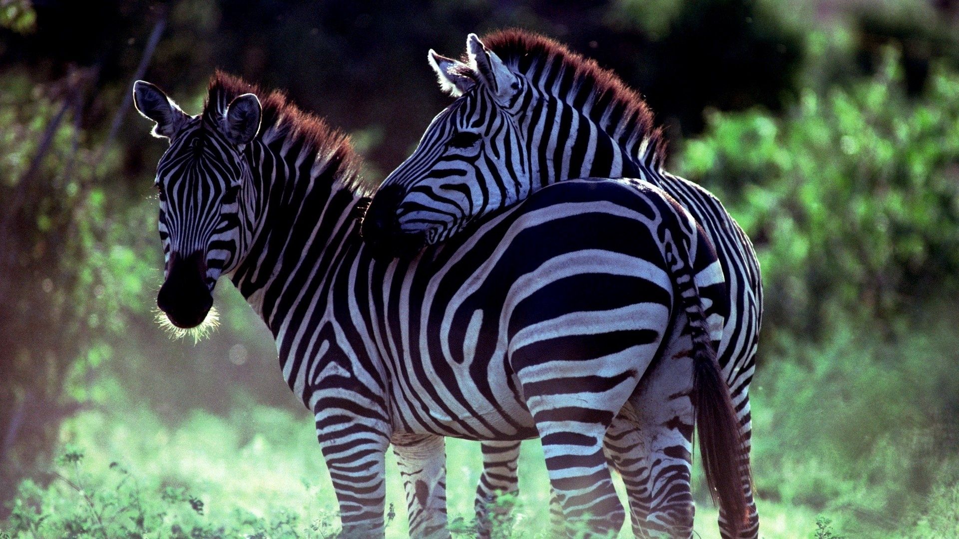 gambar sepasang kuda zebra