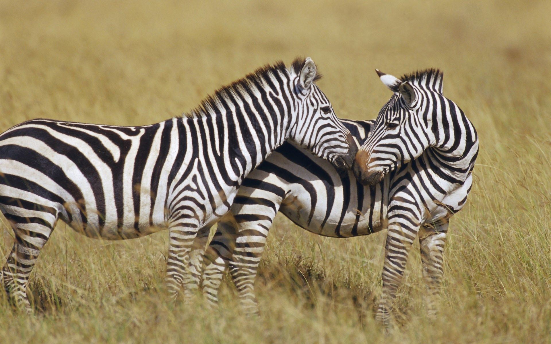 gambar sepasang zebra