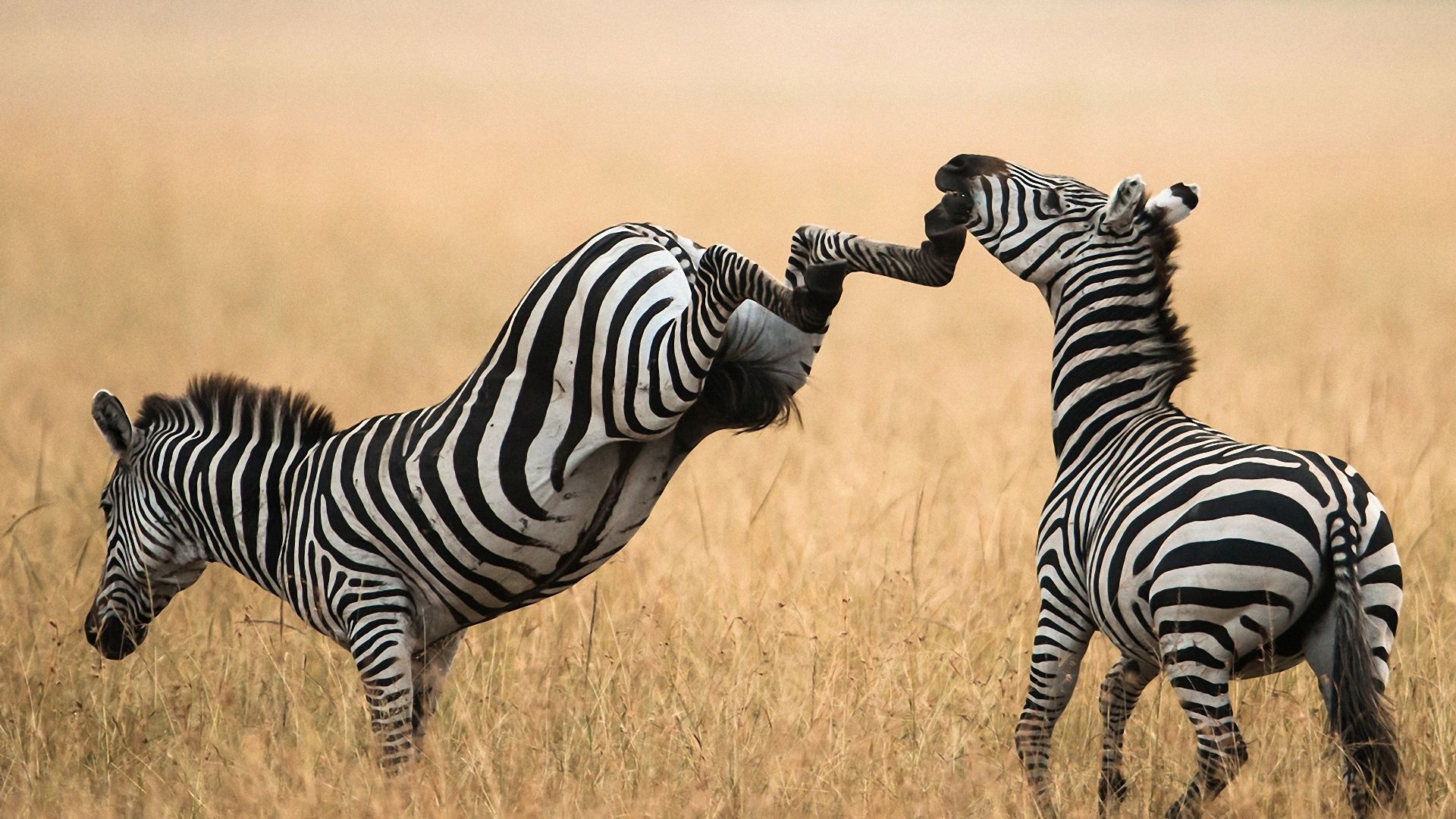 gambar zebra berkelahi