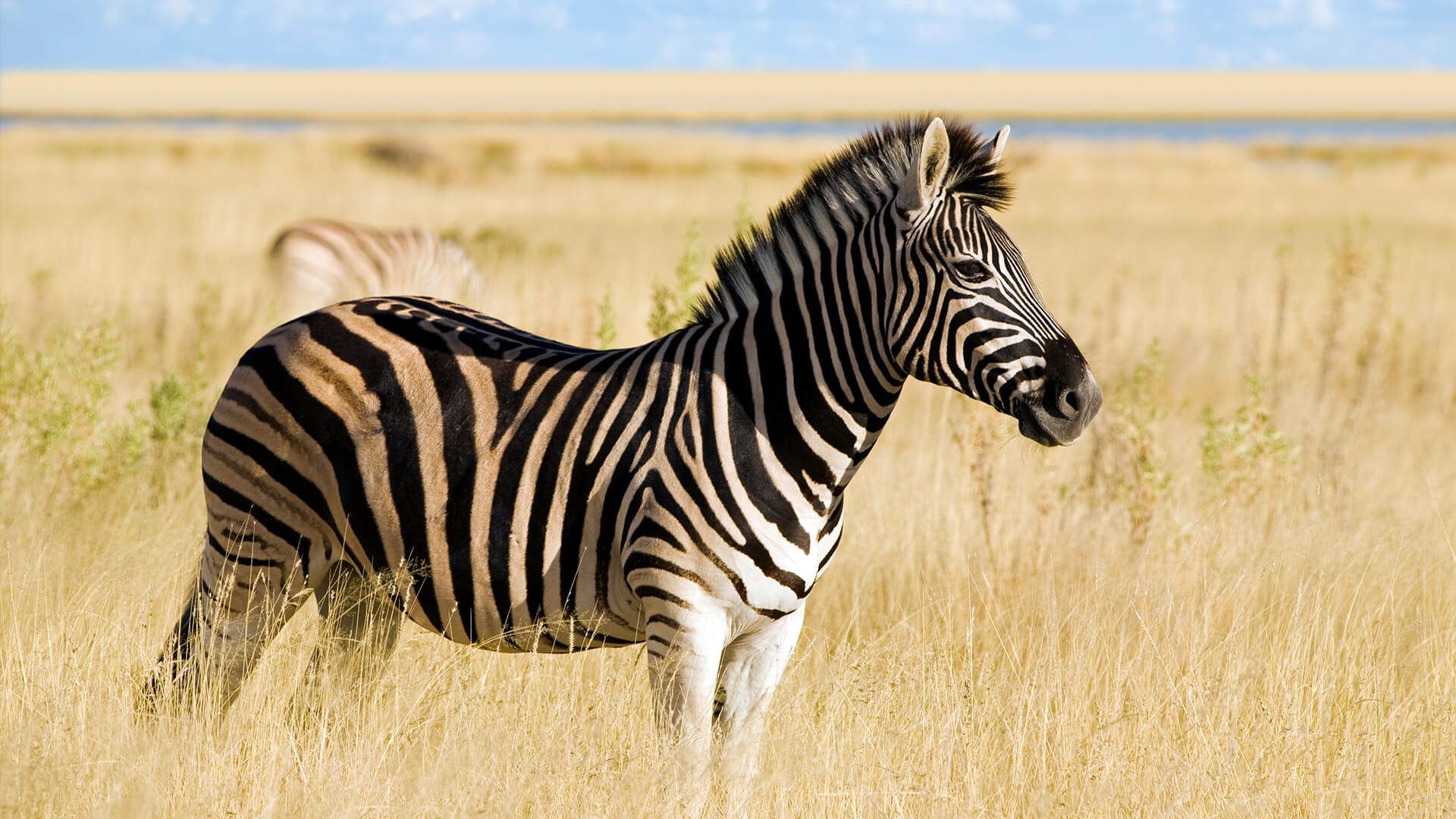 gambar zebra hd