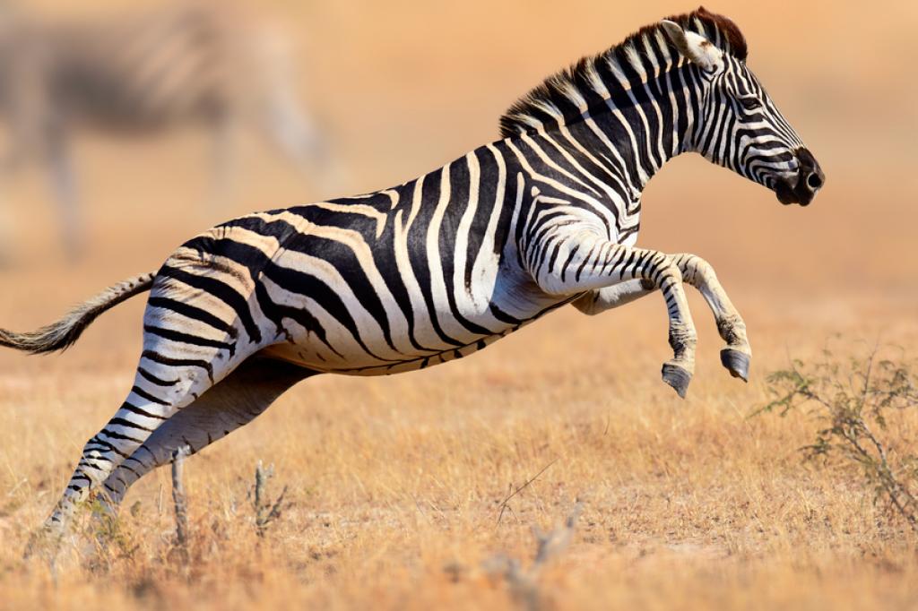 gambar zebra loncat