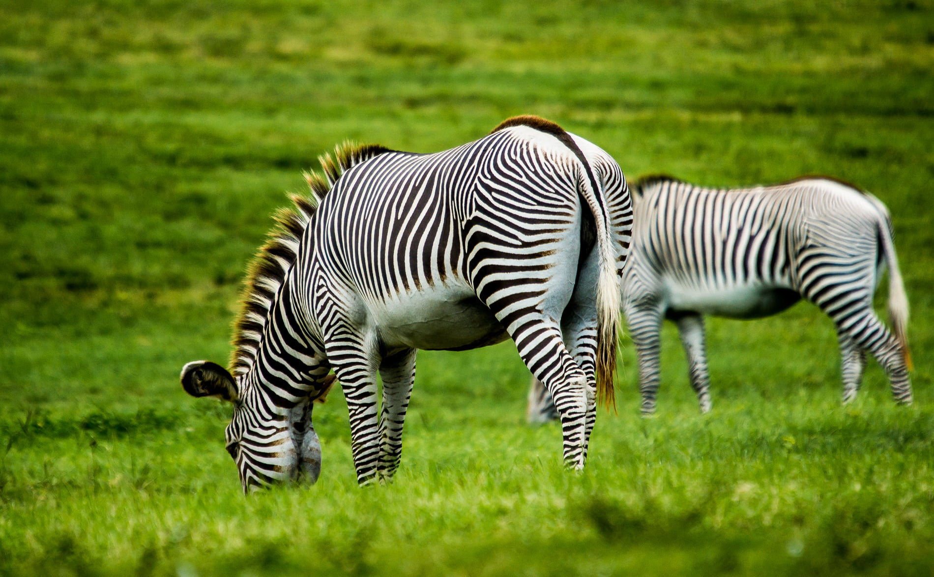 gambar zebra makan rumput