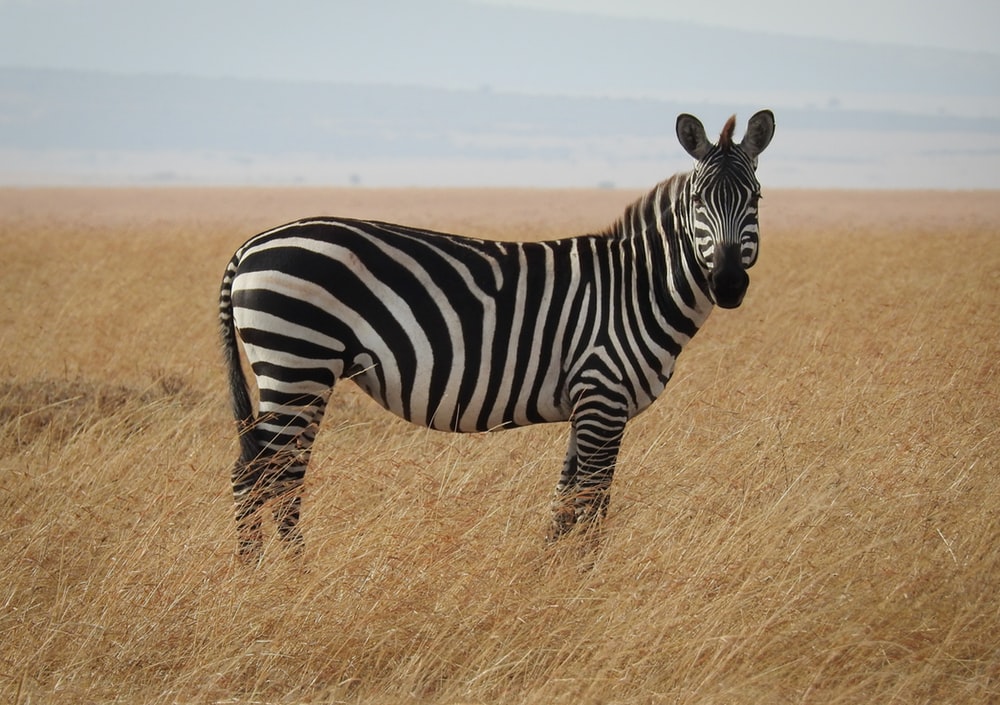 gambar zebra