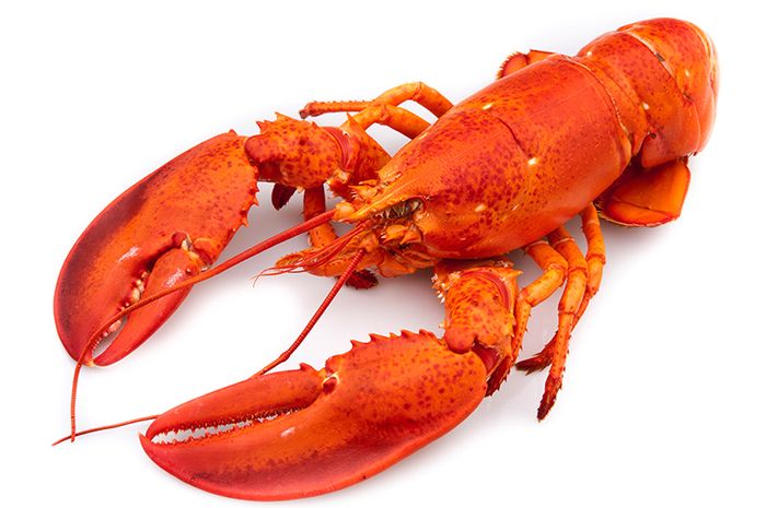 hd gambar lobster