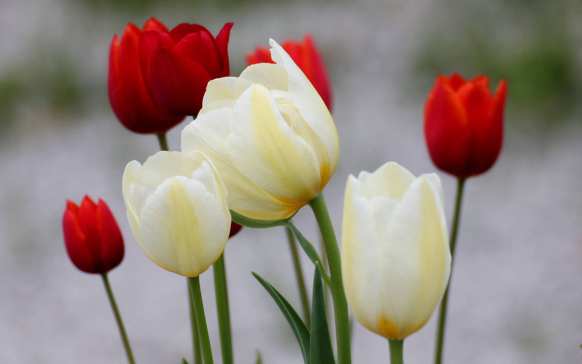 keindahan bunga tulip gambar