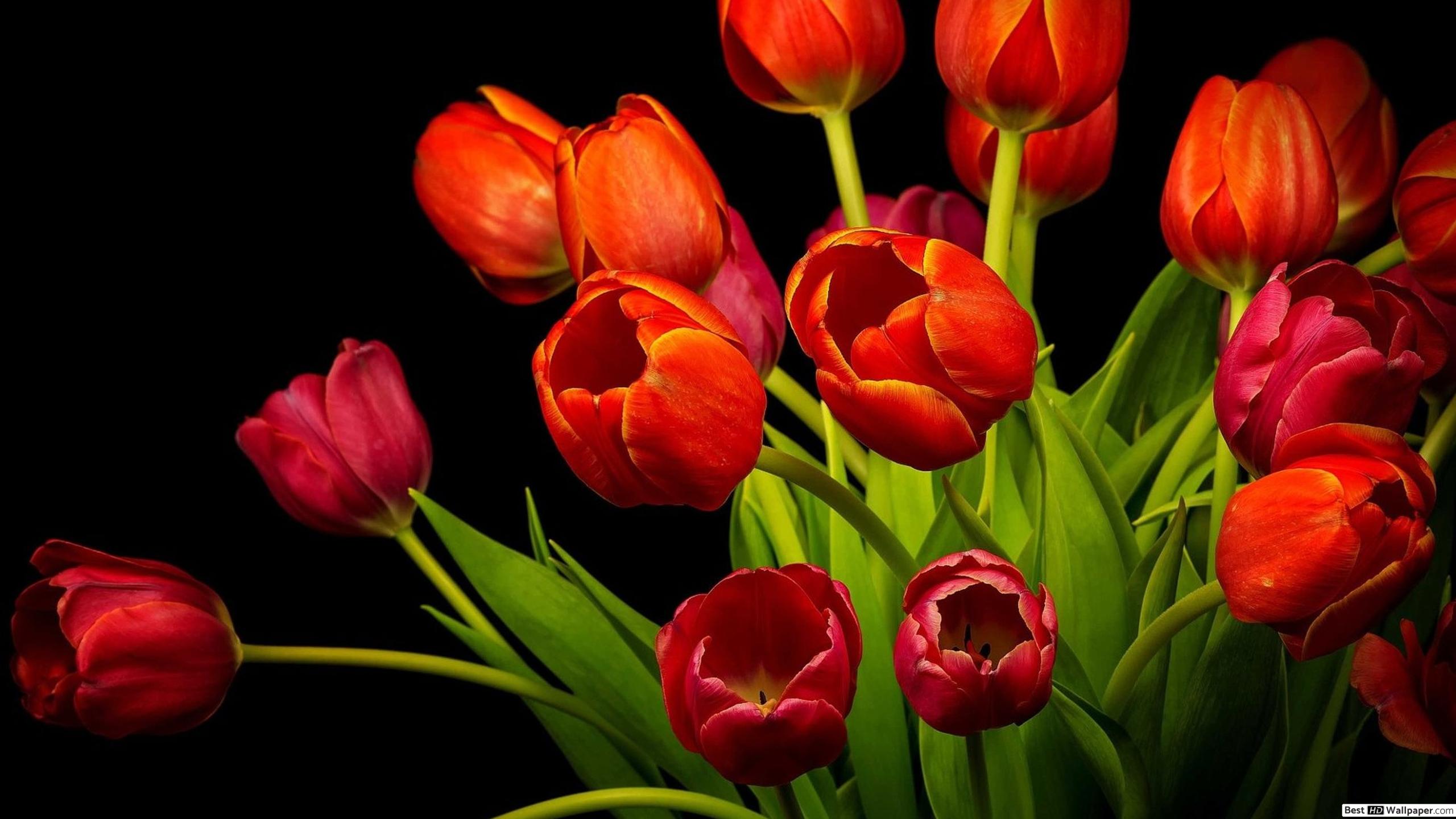 keindahan bunga tulip