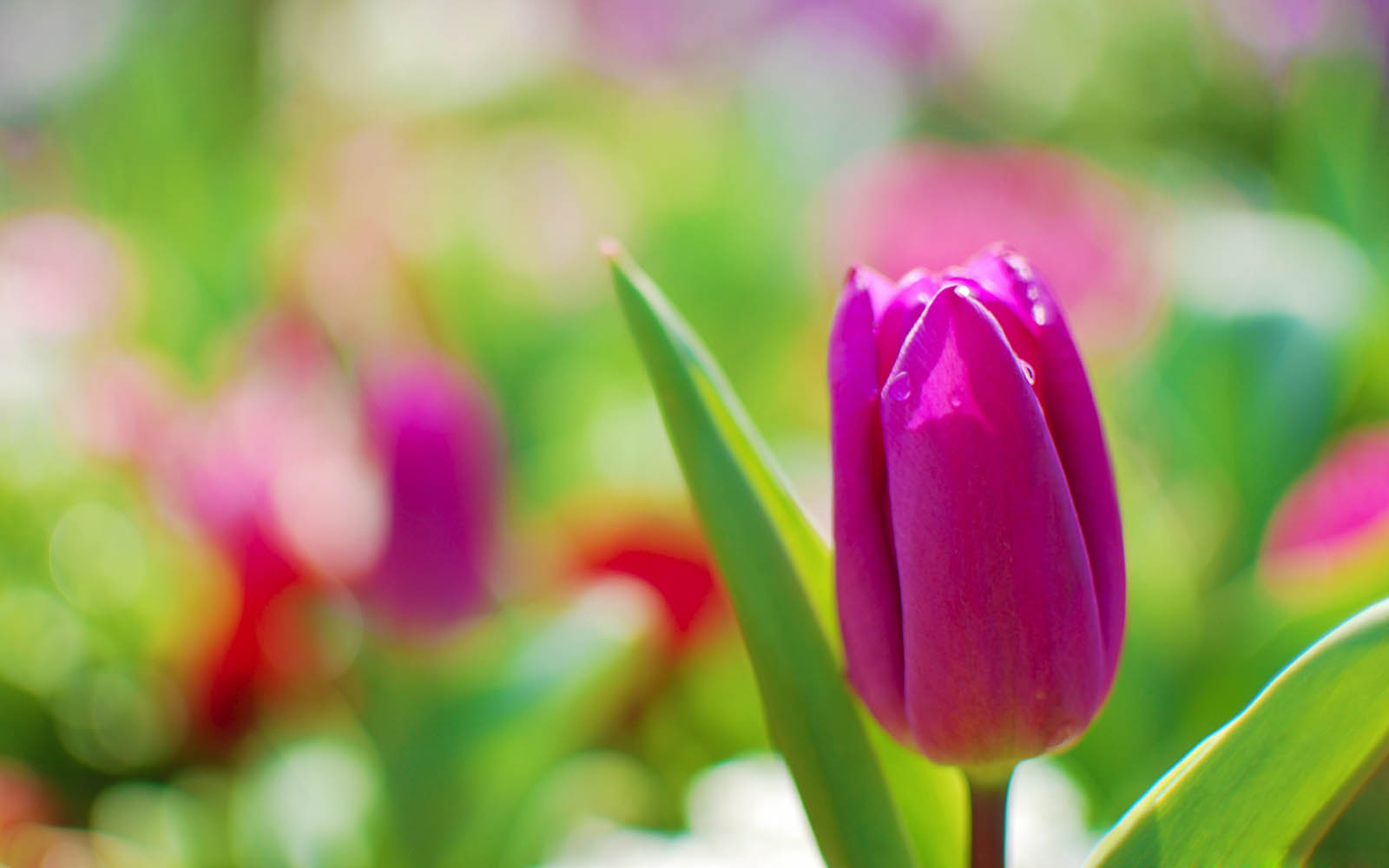 keindahan gambar bunga tulip