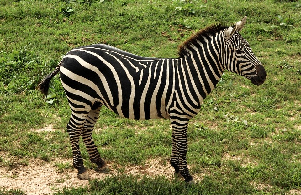 kuda zebra hd