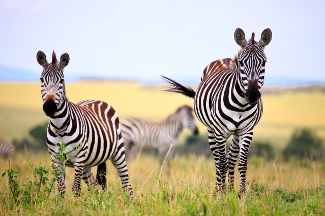 kudan zebra gambar