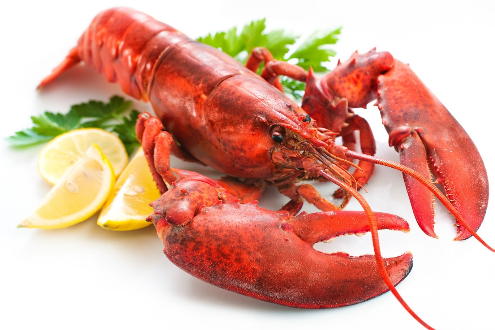manfaat gizi dari lobster