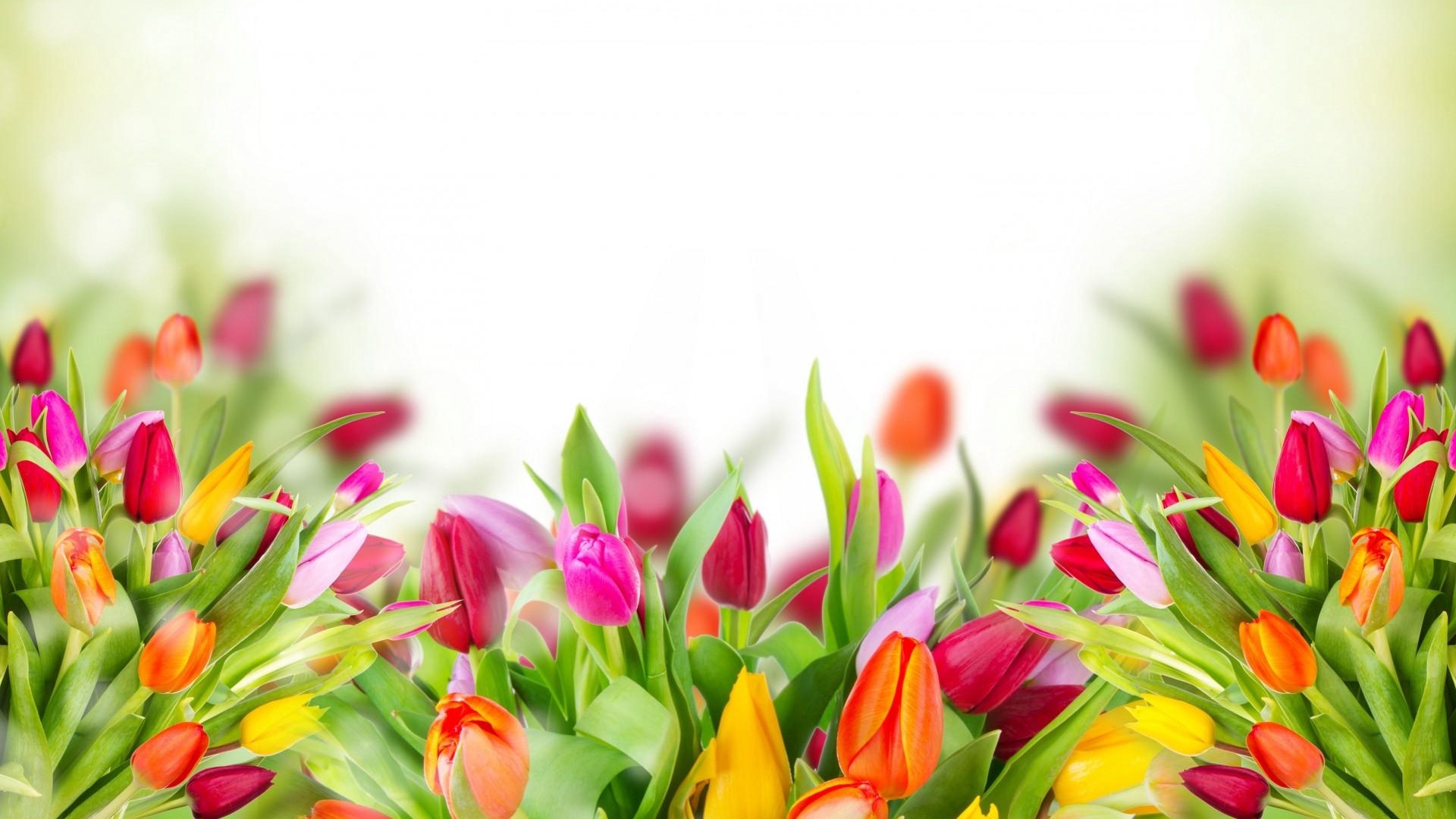 wallpaper gambar bunga tulip