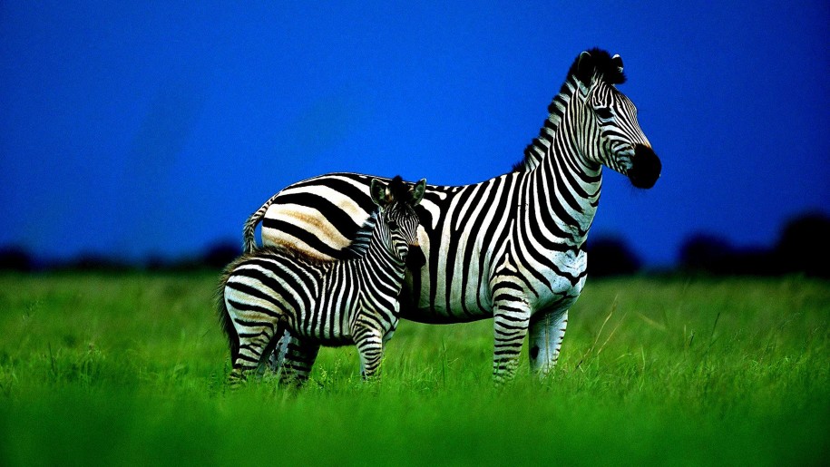 wallpaper gambar kuda zebra