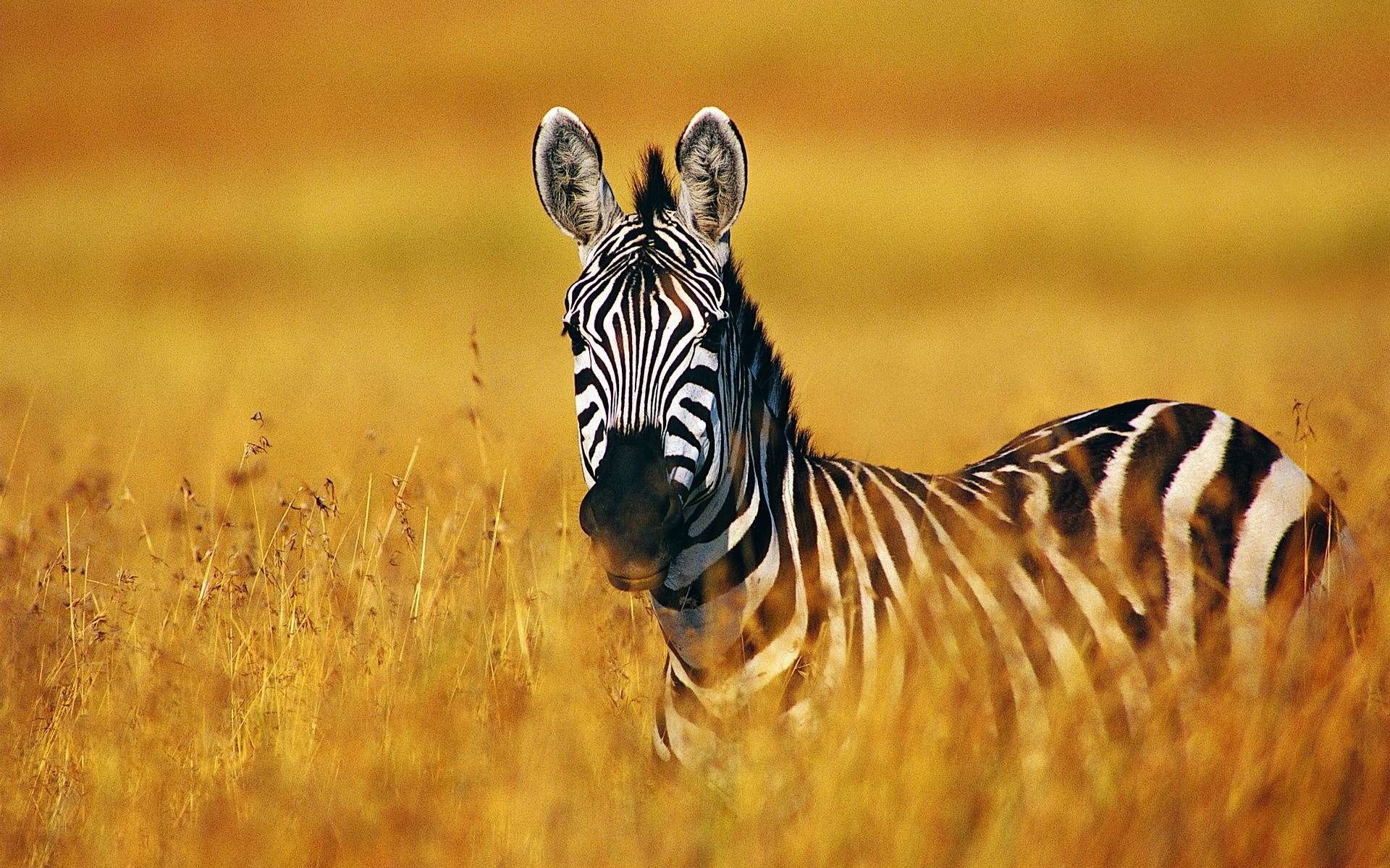 wallpaper gambar zebra