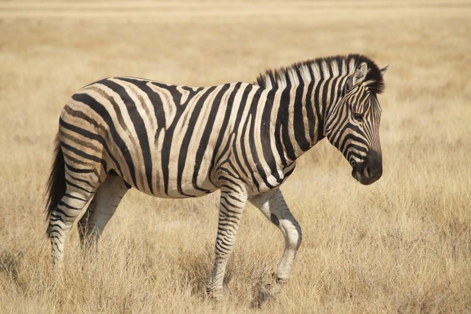 zebra gambar