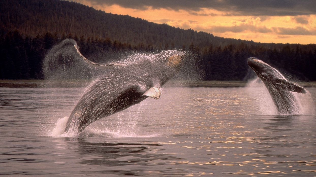 gambar 2 ekor ikan paus