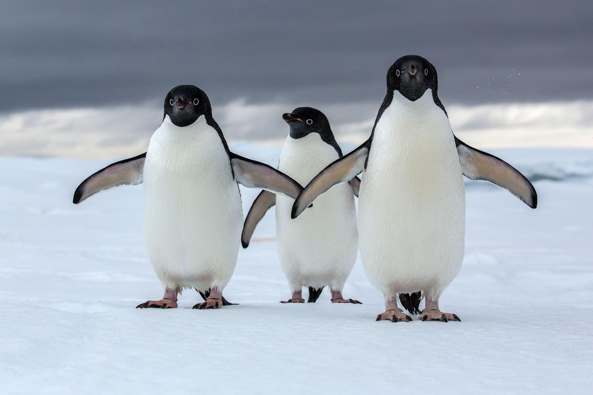 gambar 3 ekor penguin