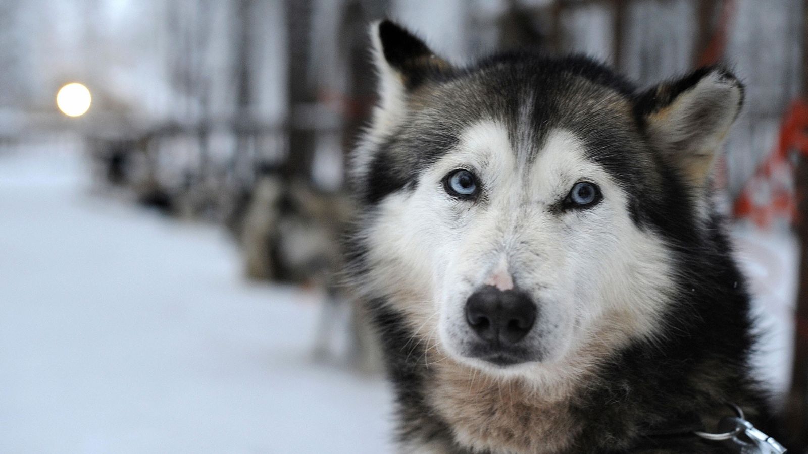 gambar anjing husky mata biru